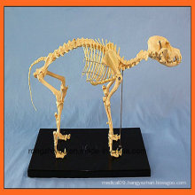 Hot Selling Dog Skeleton Model for Education